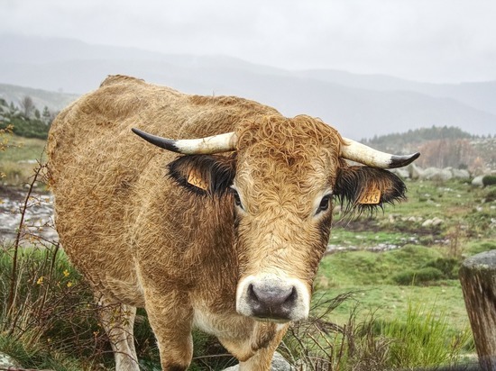 Новая морозостойкая порода крупного рогатого скота появится в Сибири