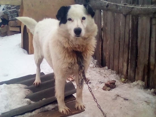 Приют для собак, с которым мэрия Рязани заключила договор, временно приостановил работу