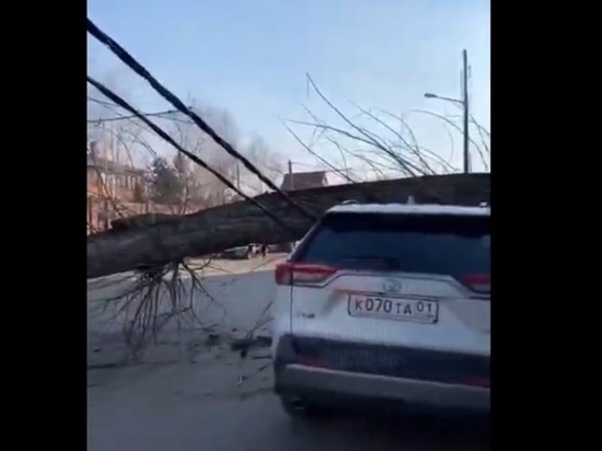 В Краснодаре дерево придавило новую иномарку и оборвало ЛЭП