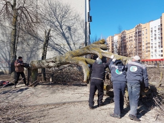 В Тамбове приводят в порядок деревья