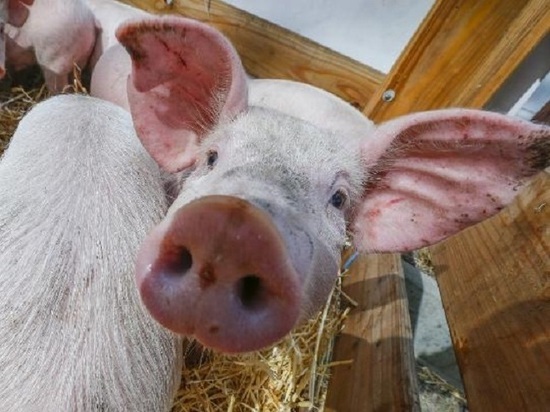 Об опасности чумы свиней напомнили жителям Серпухова