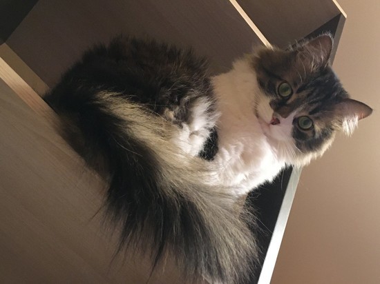 Прохладную погоду 2 апреля на Смоленщине предсказывают котики