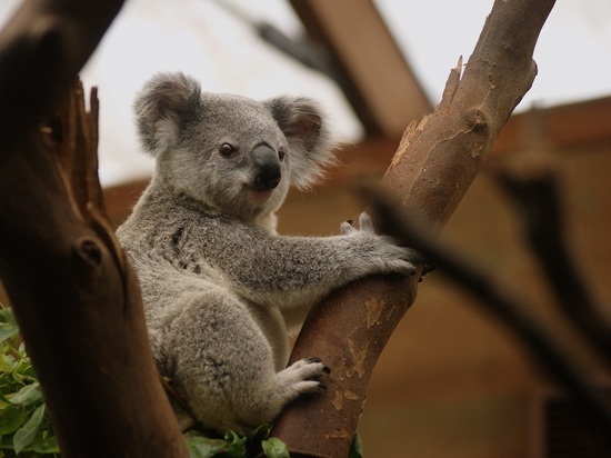 В Астрахани ищут дрессировщиков коал на дому