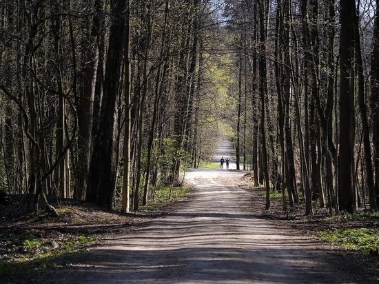 Жителям российского города запретили гулять в лесу