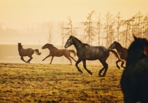 Полицейский Республики Алтай расстрелял табун лошадей у природного парка "Белуха"