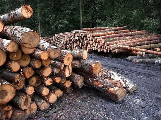 В Хакасии завели еще одно уголовное дело, связанное с лесной отраслью