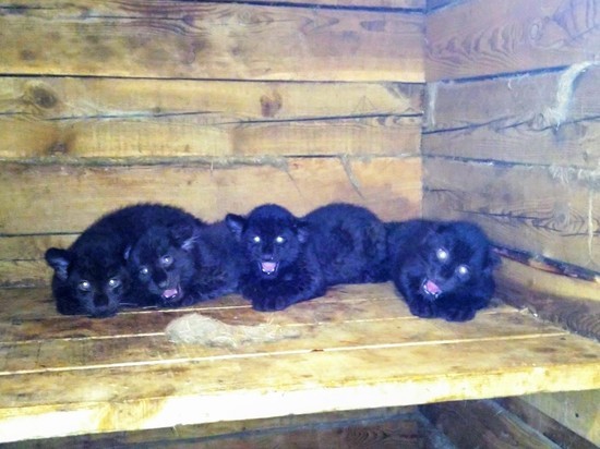Четыре детеныша пантеры отправились из Абакана в Ивановскую область