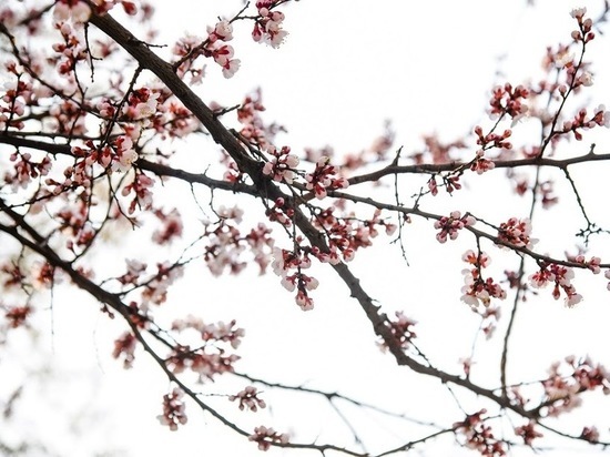 Наконец-то весна: 2 апреля волгоградцев ожидает потепление до +16