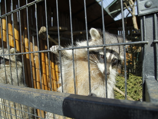 Зоопарк "Лимпопо" закрыт из-за отключения электроэнергии