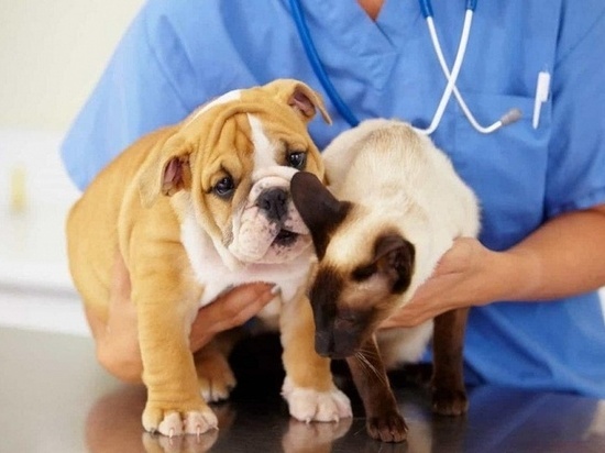 В Вышневолоцком округе бесплатно будут вакцинировать домашних животных от бешенства
