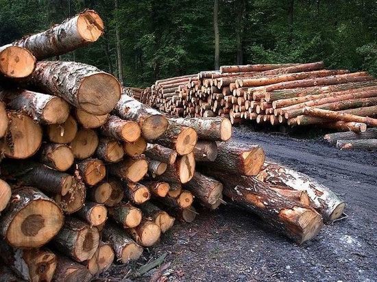 Три десятка деревьев незаконно срубили в Свободненском районе