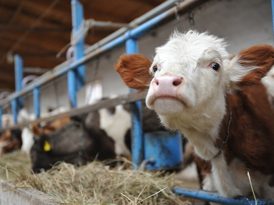 В Астраханской области не допущен ввоз 12 тонн животноводческой продукции без маркировки