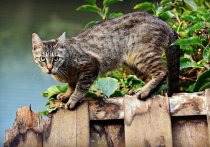 Ученые факультета ветеринарной медицины Университета Монреаля обнаружили способ определять степень боли у кошек по мимике