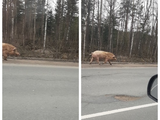 Псковичка встретила свинью на трассе у поста ГАИ