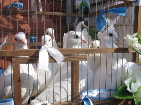 100 белых голубей взлетят над Псковом 7 апреля