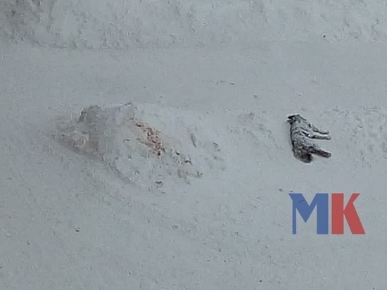 В Игарке мужчины на снегоходе жестоко убили собаку