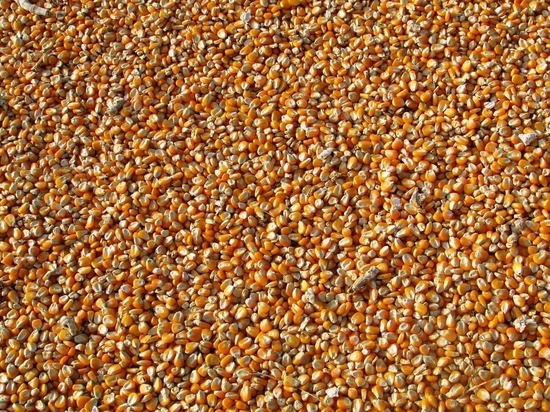 20 тонн семян кукурузы успешно пересекли границу в Псковской области