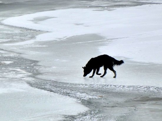 В Тверской области мужчина бросился в ледяную воду, чтобы спасти собаку