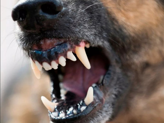 В районе Бурятии, где собаки загрызли женщину, примут экстренные меры