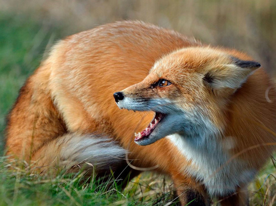 В Хакасии выявлено 47 животных, заражённых вирусом бешенства