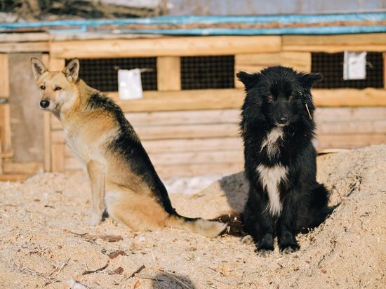 Следком потребовал от глав районов в Бурятии защитить людей от собак