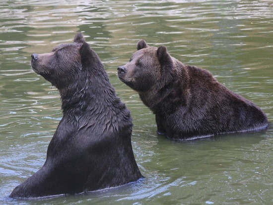 Двух медведей мытищинского стрелка привезут в Калугу