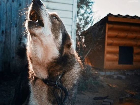 В Амурской области бешеная собака напала на зоозащитницу