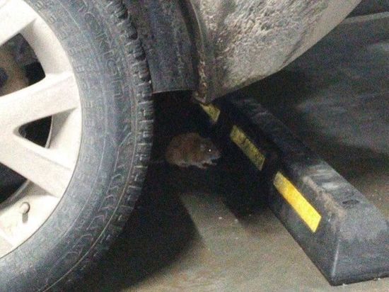 Рязанцы заметили крыс на подземном паркинге в доме на улице Чкалова
