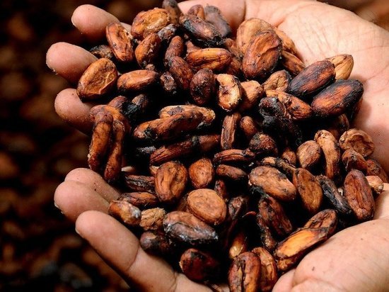 С начала года через псковскую границу провезли 15 тонн какао