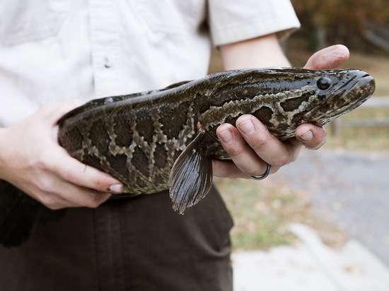 Рыба змееголов: полезные свойства и возможный вред для организма