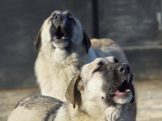 В Кузбассе предложили вариант борьбы с ростом числа бездомных собак