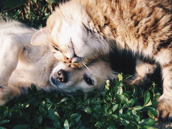 Сибирская кошка входит в топ самых популярных пород в России