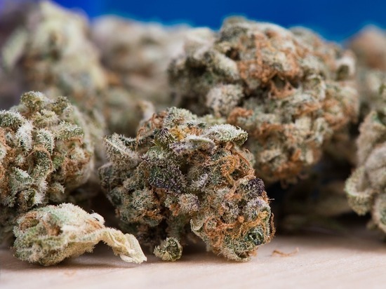 Более 60 грамм марихуаны нашли полицейские у 24-летнего псковича