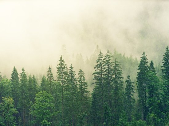 В Брянске утвердили программу благоустройства лесов вокруг города