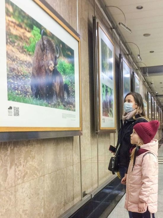Несколько десятков фотографий Серпуховского заповедника развесили в столичном метро