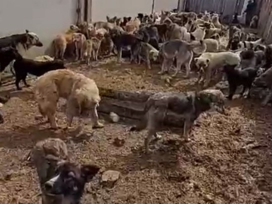 Волонтеры с видео рассказали, что собаки едят друг друга в ИК-3 Читы