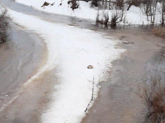 Со льдины на реке в Удмуртии спасатели сняли застрявшего там пса
