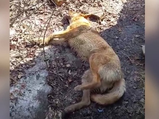 На набережной Саратова умирают собаки