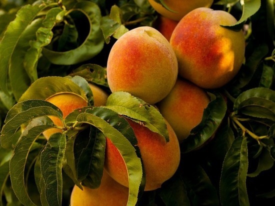 Персики и нектарин начали выращивать в Кабардино-Балкарии