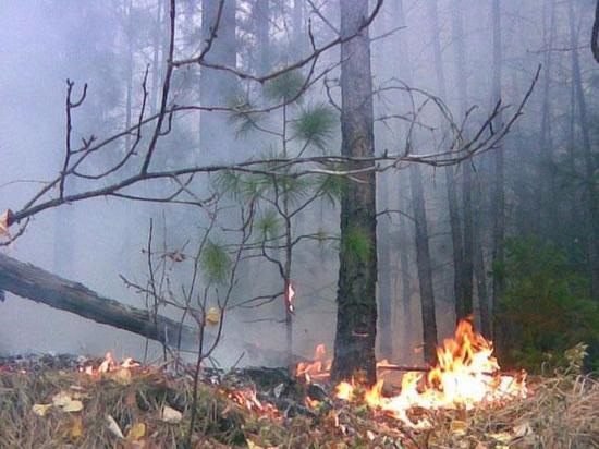 В Таштыпском районе горел лес