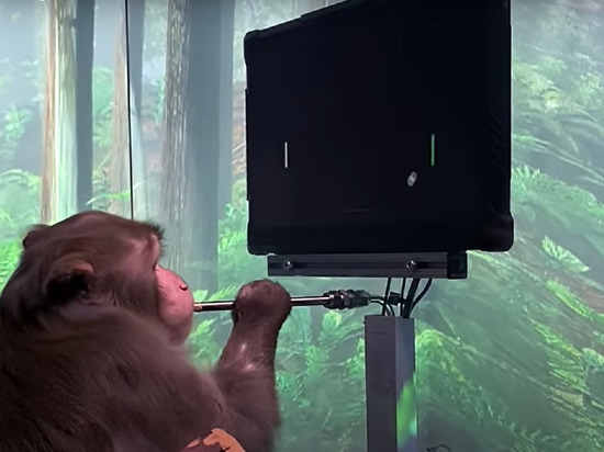 Стартап Илона Маска опубликовал видео с обезьяной, играющей в видеоигры "силой мысли"