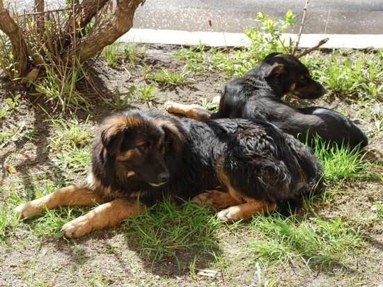 Сахалинское село приютит бездомных собак