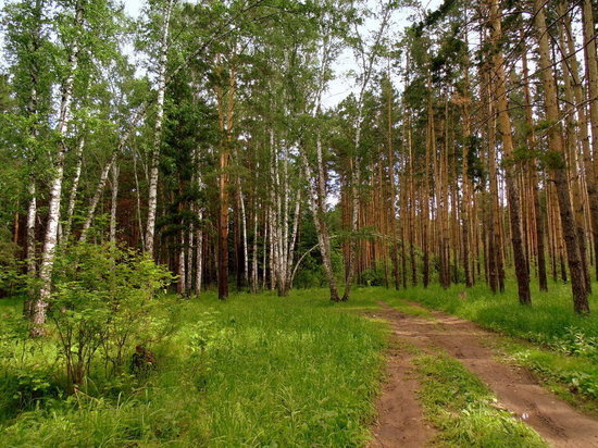 Лесной фонд Тверской области вновь увеличится