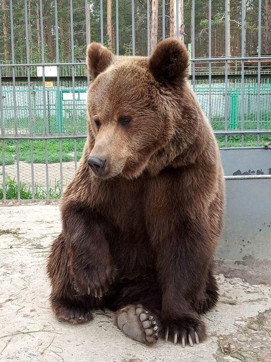 В Этнографическом музее Бурятии появились медвежата