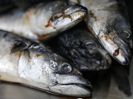 Золотая рыбка: стоимость щучьей икры в Астрахани выросла до 3000 рублей