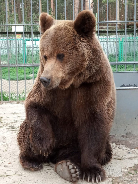 Медвежат, родившихся в зоосаде в Улан-Удэ, разлучат с матерью