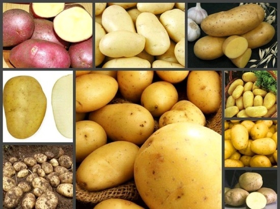 Костромским аграриям рекомендовано налечь на семенной картофель