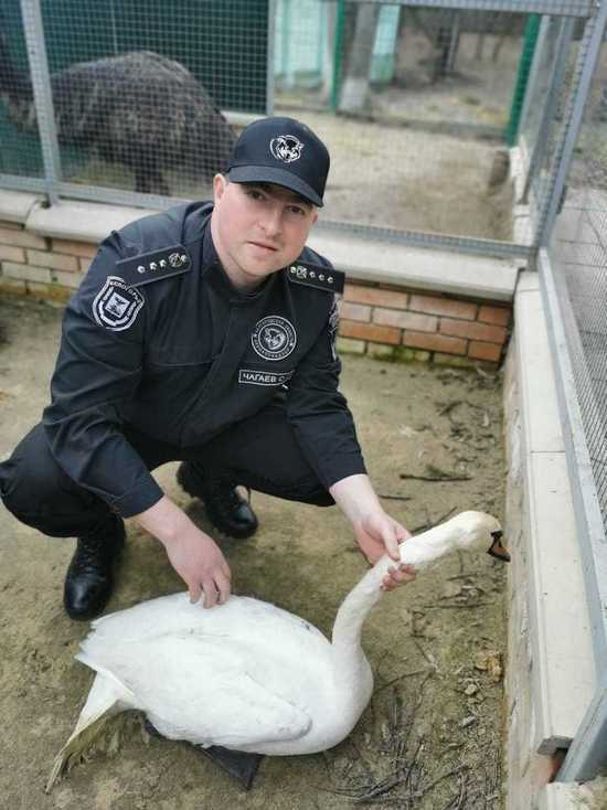 В Белгородской области местный житель и специалисты Экоохотнадзора спасли раненого лебедя