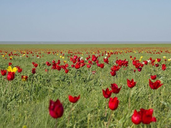 Фестиваль тюльпанов в Калмыкии состоится через две недели