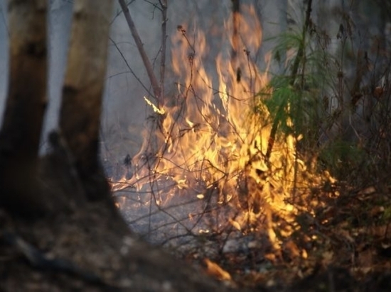 Три лесных пожара возле сел потушили за день в Читинском районе